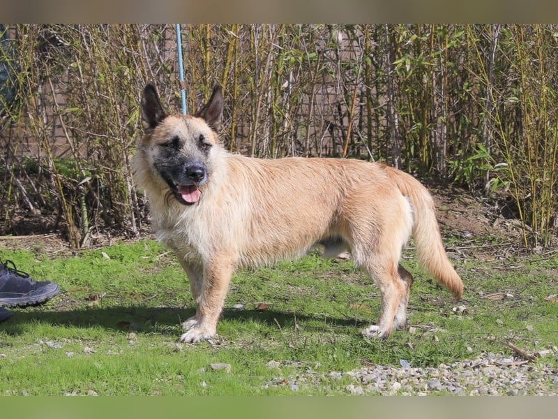 Otto • Donovan • Miles • Luigi ⚡️4 von ~ 650 Hunden in der Cantinho da Milu⚡️