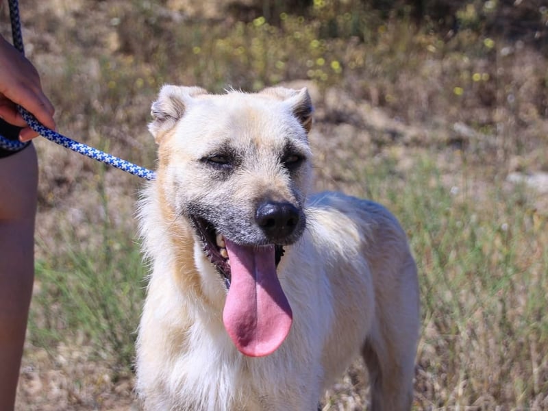 ASPEN ❤️  eine perfekte Hündin ❤️ für überall hin !!