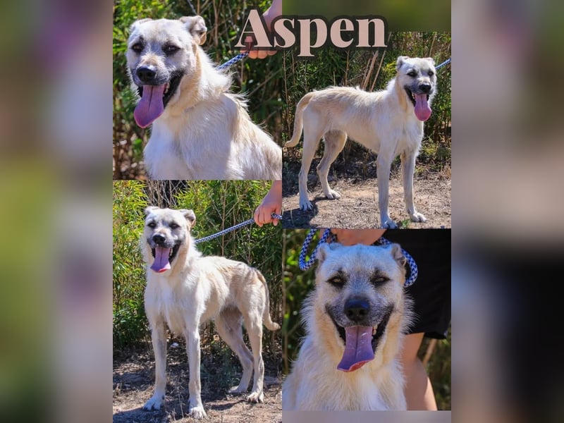 ASPEN ❤️  eine perfekte Hündin ❤️ für überall hin !!