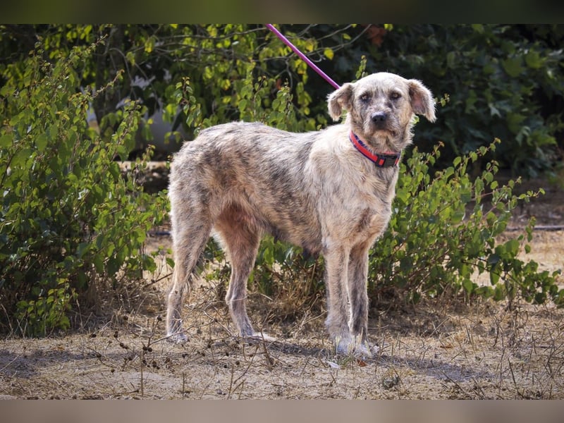 ♥️ASPEN • VENUS ♥️ 2 von ~650 Hunden in der Cantinho da Milu