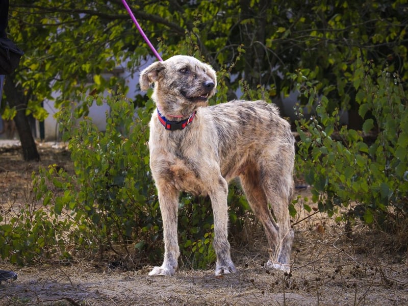 ♥️ASPEN • VENUS ♥️ 2 von ~650 Hunden in der Cantinho da Milu