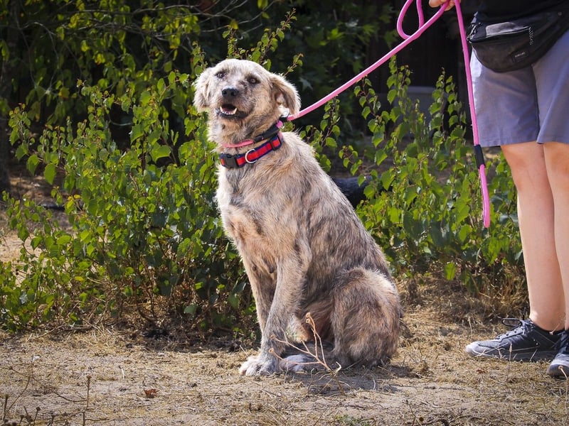 ♥️ASPEN • VENUS ♥️ 2 von ~650 Hunden in der Cantinho da Milu