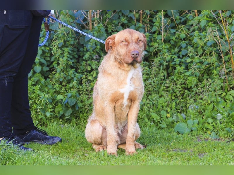 Wer *RUDI* adoptiert * macht sicher nichts falsch* !