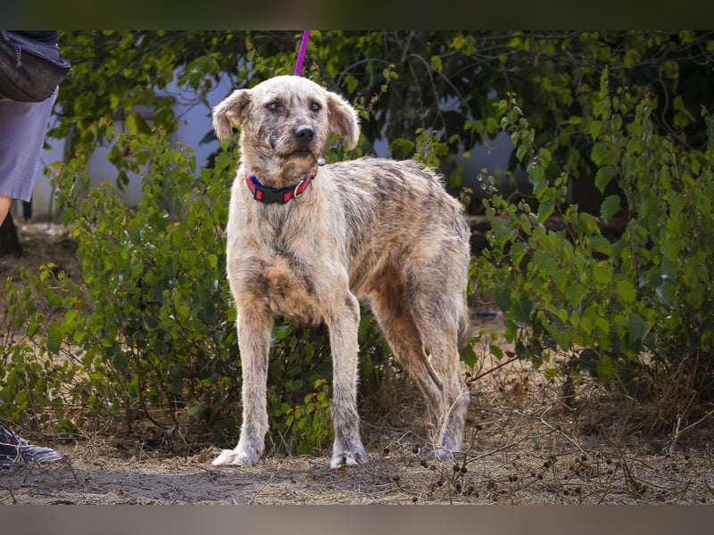 ♥️ASPEN • VENUS ♥️ 2 von ~650 Hunden in der Cantinho da Milu