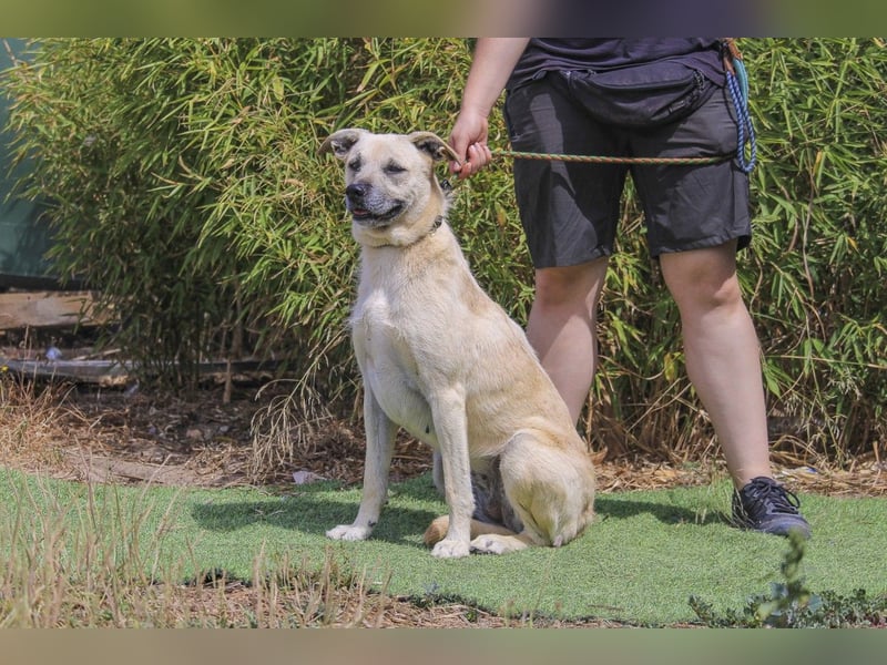 ASPEN ❤️  eine perfekte Hündin ❤️ für überall hin !!