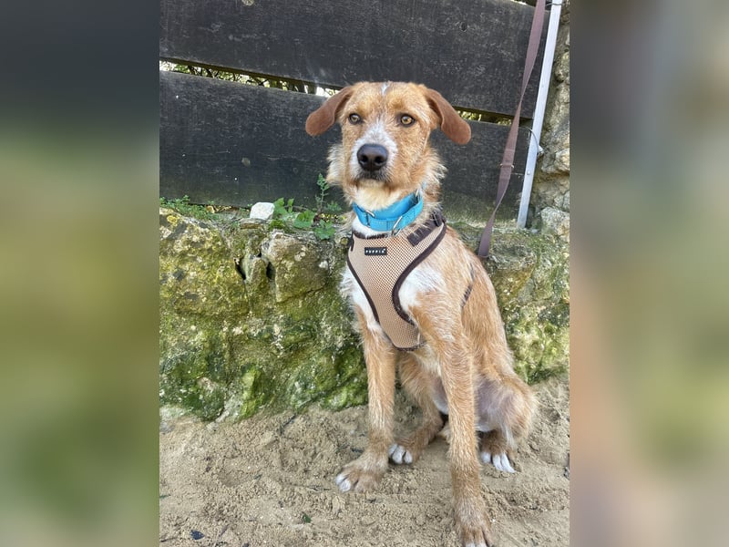 Charmanter Tintin wartet in Portugal auf unserem Tierschutzhof!