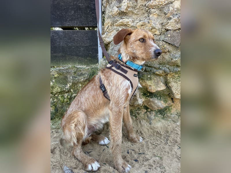 Charmanter Tintin wartet in Portugal auf unserem Tierschutzhof!