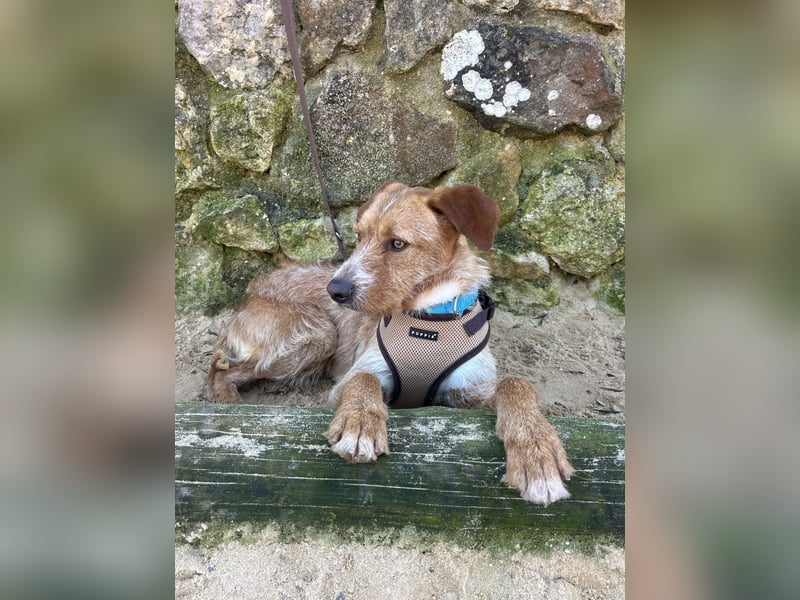Charmanter Tintin wartet in Portugal auf unserem Tierschutzhof!