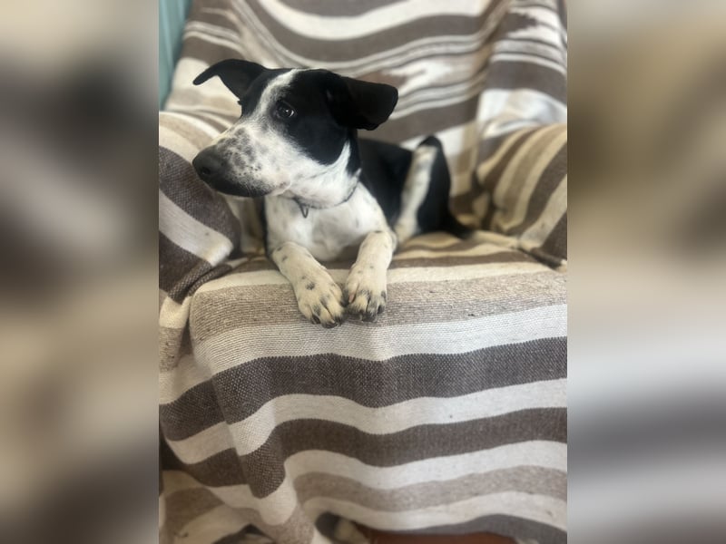 Freundlicher Fredo wartet in Portugal auf seine Menschen!