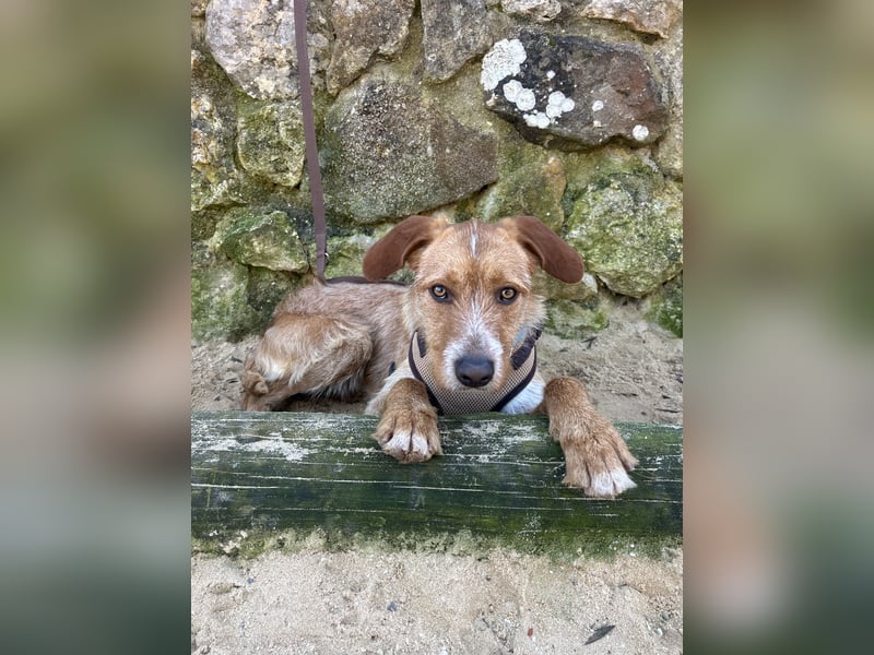 Charmanter Tintin wartet in Portugal auf unserem Tierschutzhof!