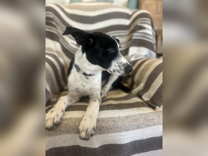 Freundlicher Fredo wartet in Portugal auf seine Menschen!