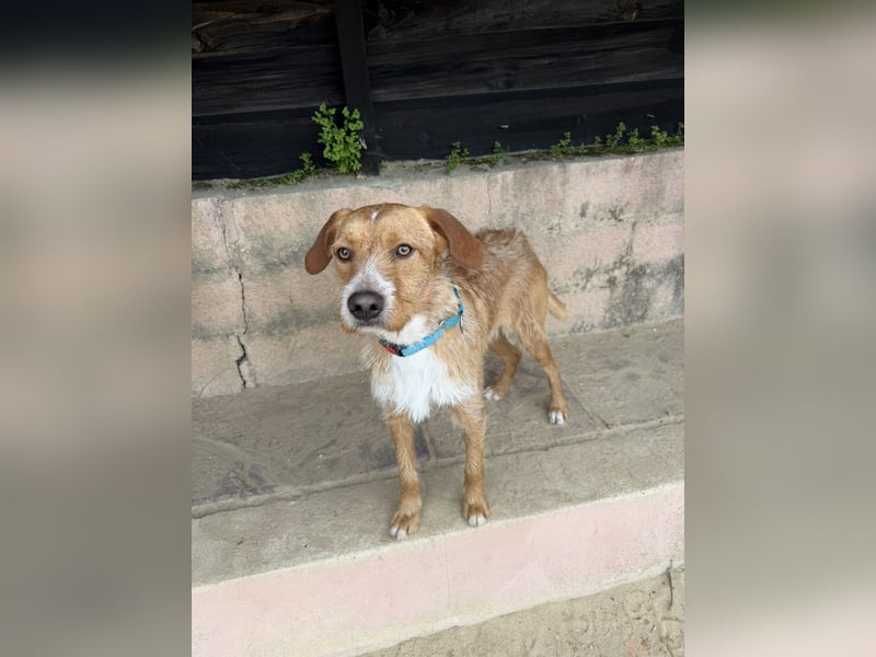 Charmanter Tintin wartet in Portugal auf unserem Tierschutzhof!