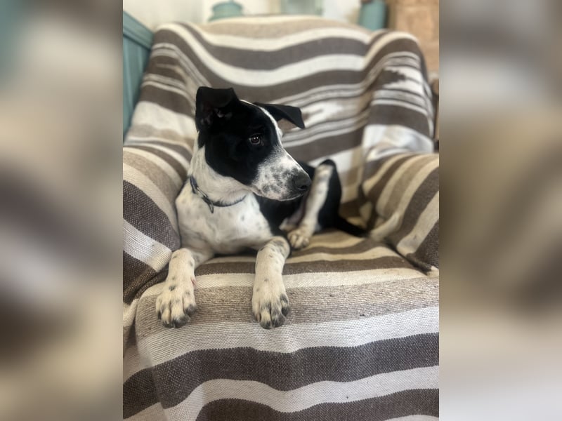 Freundlicher Fredo wartet in Portugal auf seine Menschen!