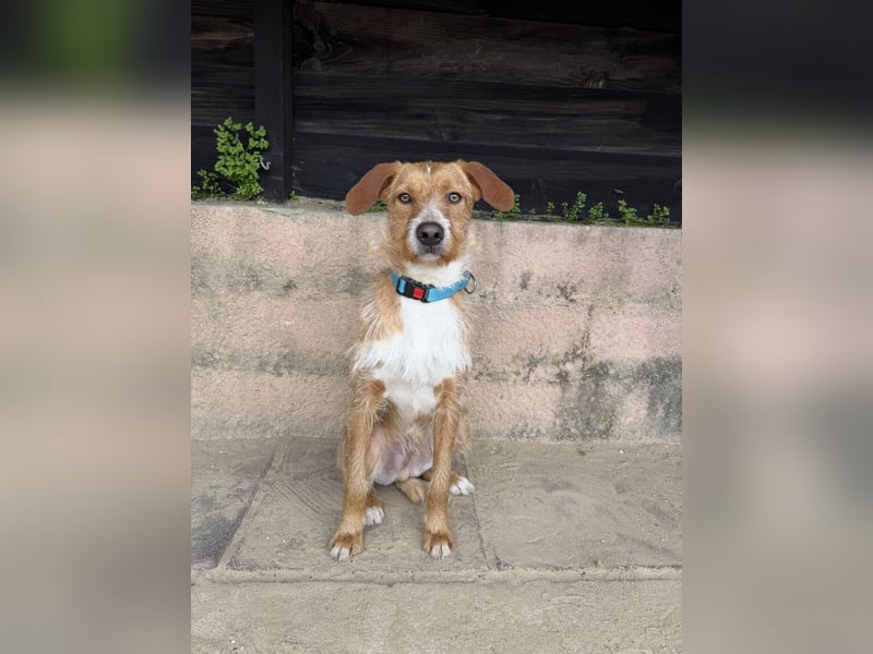 Charmanter Tintin wartet in Portugal auf unserem Tierschutzhof!