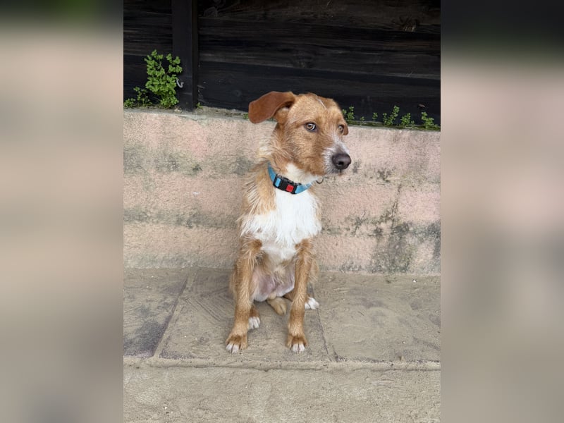 Charmanter Tintin wartet in Portugal auf unserem Tierschutzhof!