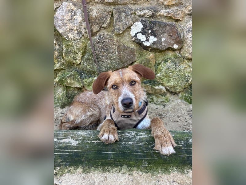 Charmanter Tintin wartet in Portugal auf unserem Tierschutzhof!