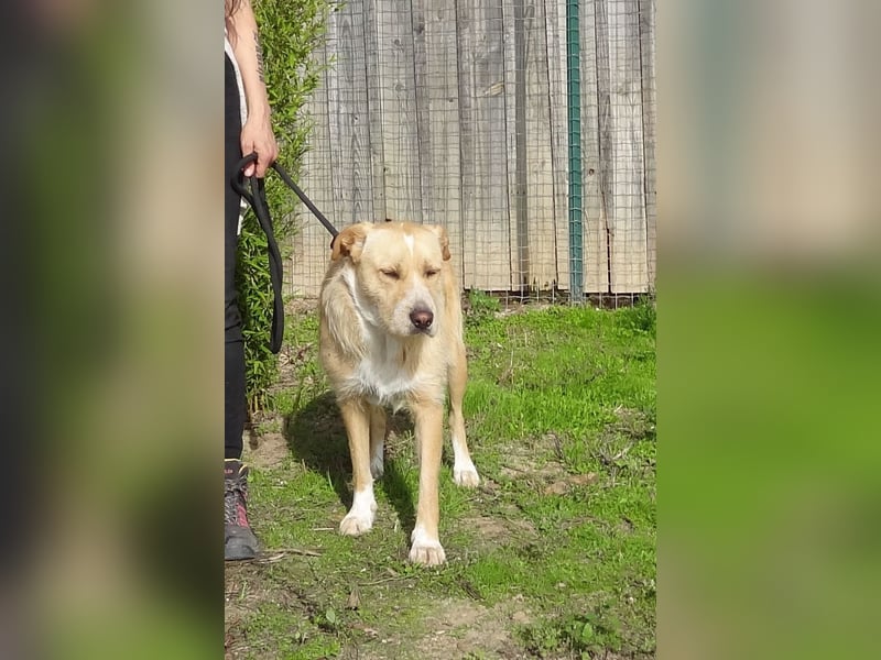 ♦️MOONY♦️ ist seit 4 Jahren im Tierheim in Portugal
