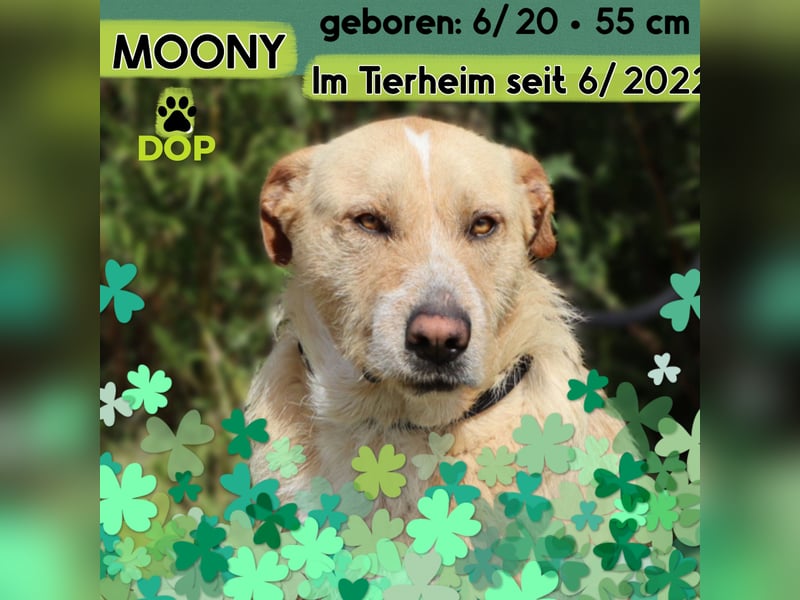 MOONY | Lieb | Ruhig | Gemütlich | - und verträglich mit Katzen -