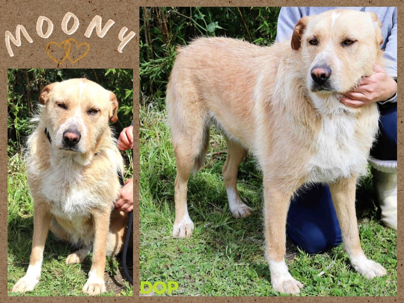 ♦️MOONY♦️ ist seit 4 Jahren im Tierheim in Portugal