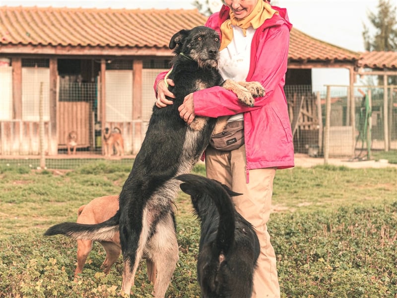 Phil  - Mix Podengo / Schnauzer, lieb und verträglich