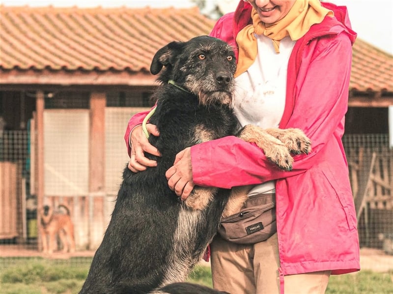 Phil  - Mix Podengo / Schnauzer, lieb und verträglich