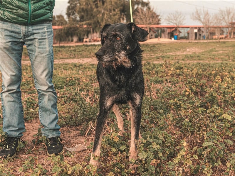 Phil  - Mix Podengo / Schnauzer, lieb und verträglich