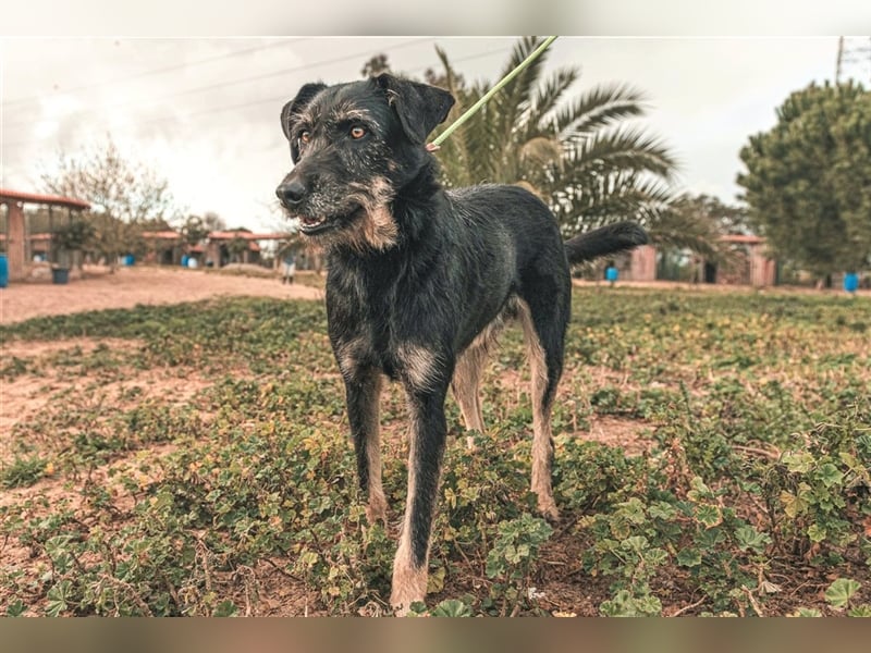 Phil  - Mix Podengo / Schnauzer, lieb und verträglich