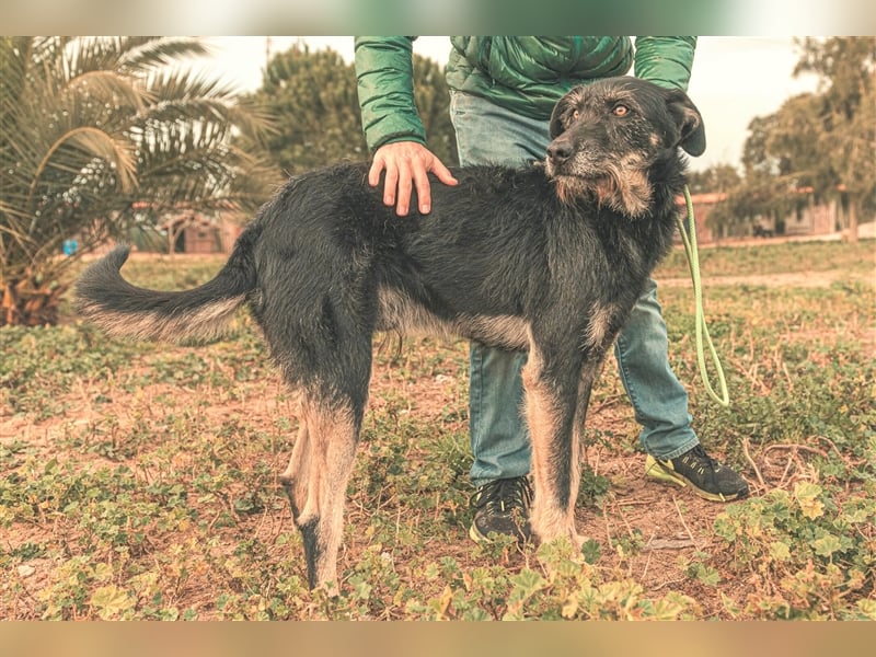 Phil  - Mix Podengo / Schnauzer, lieb und verträglich