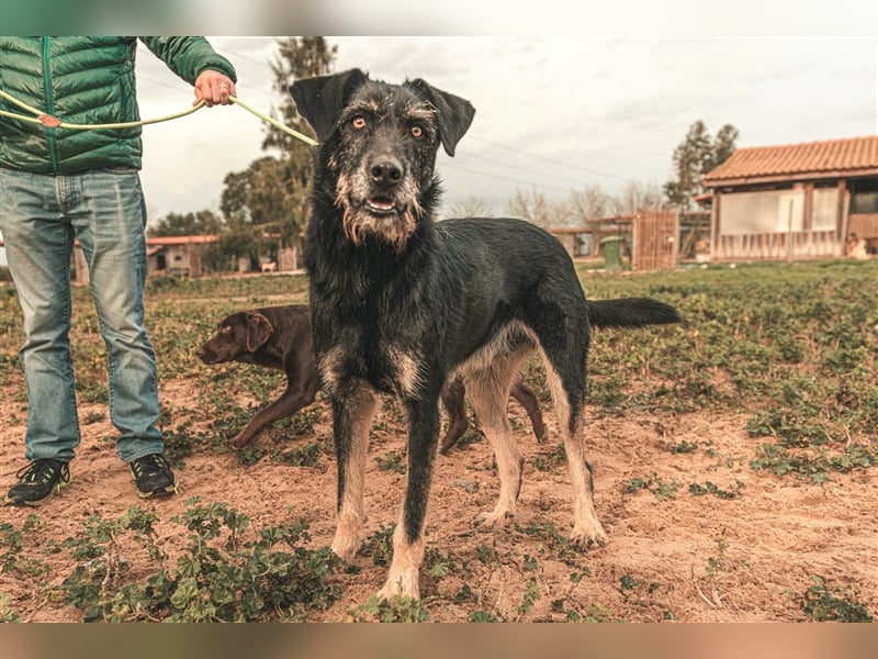 Phil  - Mix Podengo / Schnauzer, lieb und verträglich