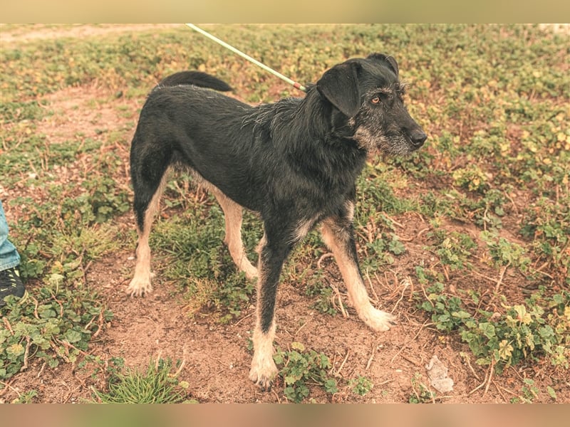 Phil  - Mix Podengo / Schnauzer, lieb und verträglich
