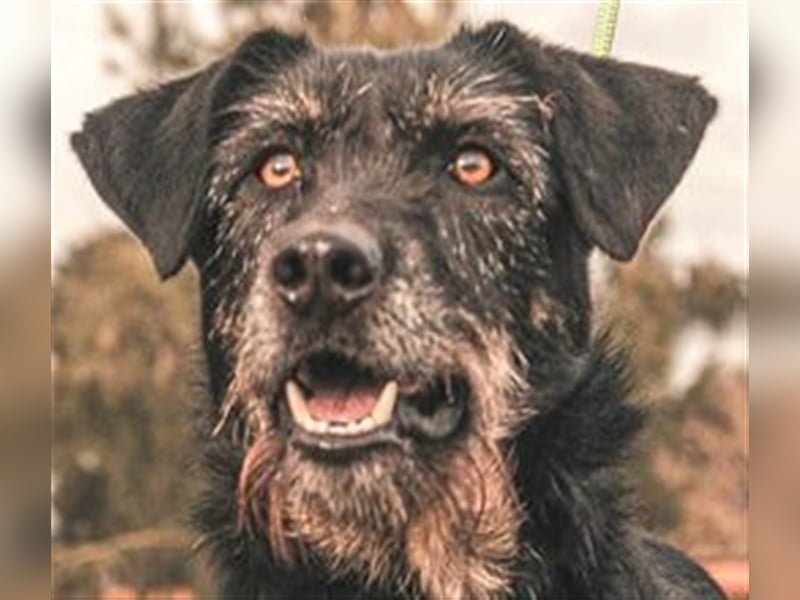 Phil  - Mix Podengo / Schnauzer, lieb und verträglich
