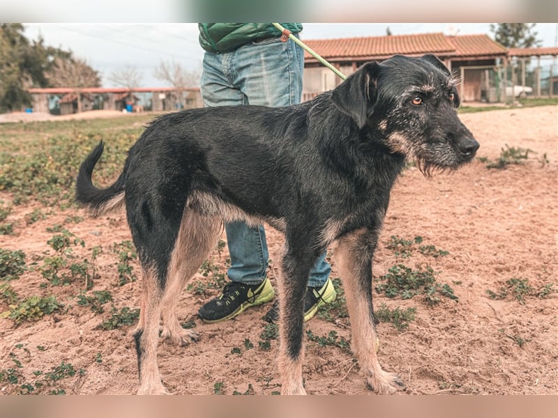 Phil  - Mix Podengo / Schnauzer, lieb und verträglich