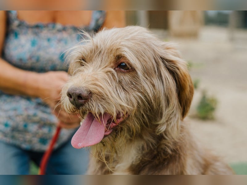 Curly, Mix Podengo / Labradoodle, lieb und sozial