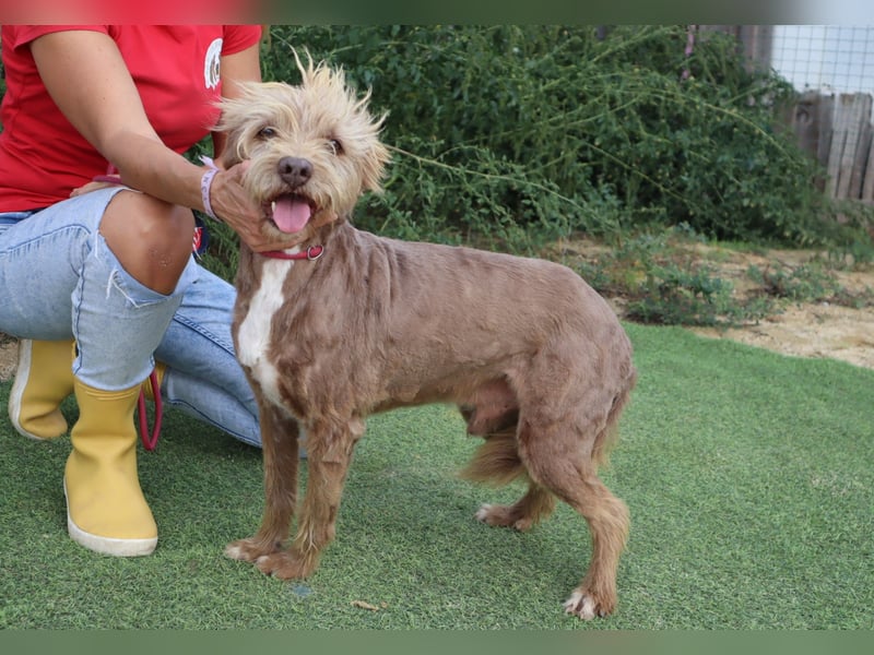 Curly, Mix Podengo / Labradoodle, lieb und sozial