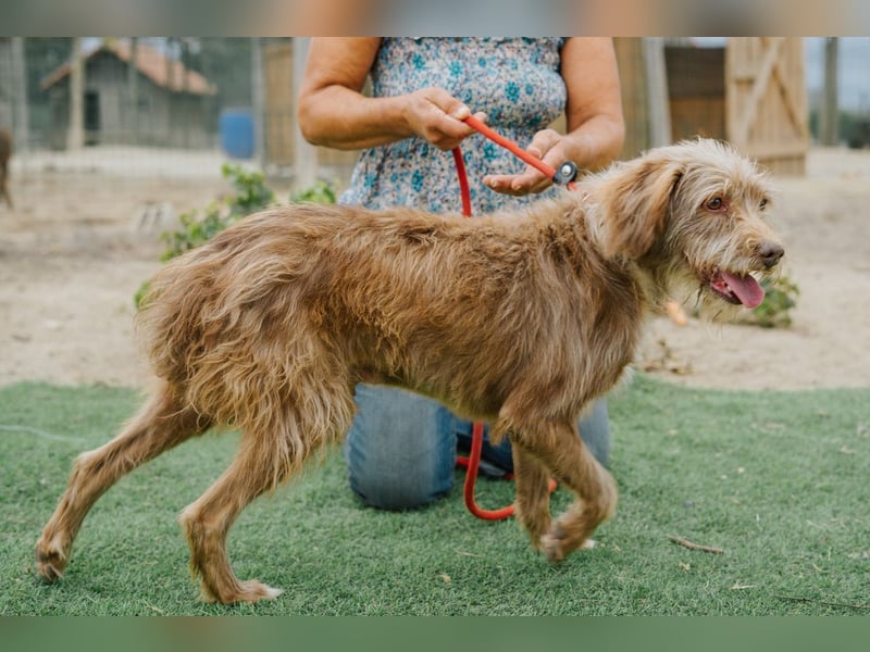 Curly, Mix Podengo / Labradoodle, lieb und sozial