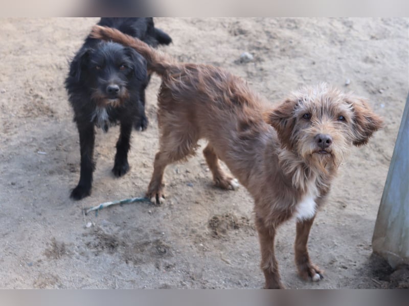 Curly, Mix Podengo / Labradoodle, lieb und sozial