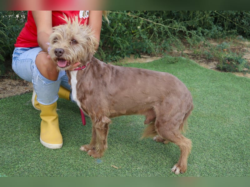 Curly, Mix Podengo / Labradoodle, lieb und sozial