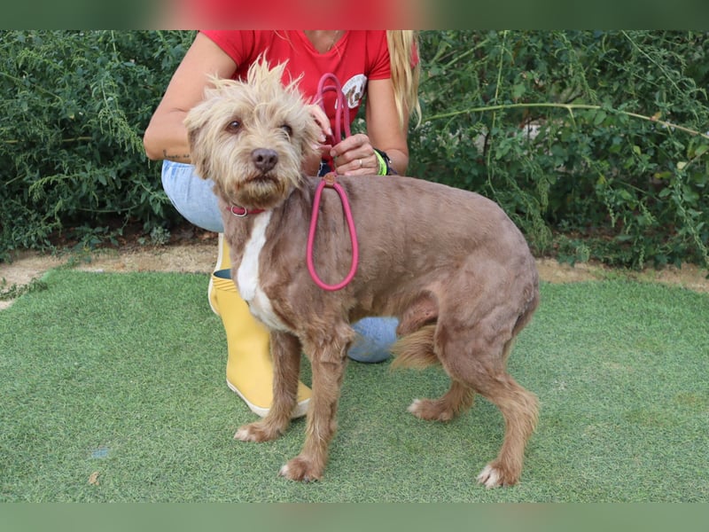 Curly, Mix Podengo / Labradoodle, lieb und sozial