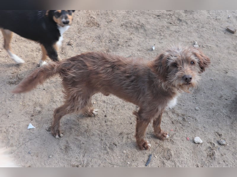 Curly, Mix Podengo / Labradoodle, lieb und sozial