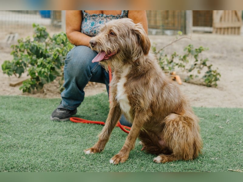 Curly, Mix Podengo / Labradoodle, lieb und sozial