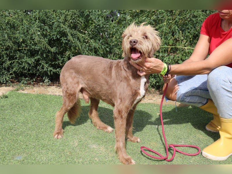 Curly, Mix Podengo / Labradoodle, lieb und sozial
