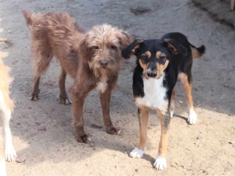 Curly, Mix Podengo / Labradoodle, lieb und sozial
