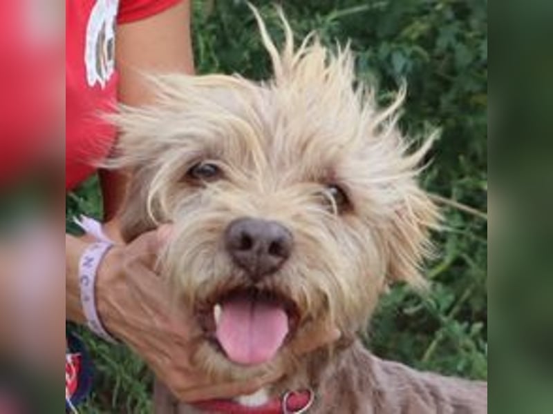 Curly, Mix Podengo / Labradoodle, lieb und sozial