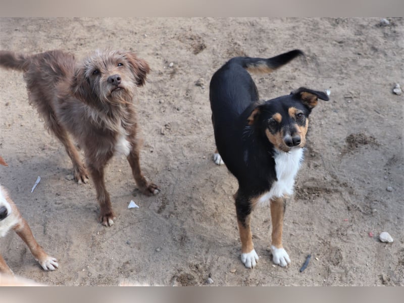 Curly, Mix Podengo / Labradoodle, lieb und sozial
