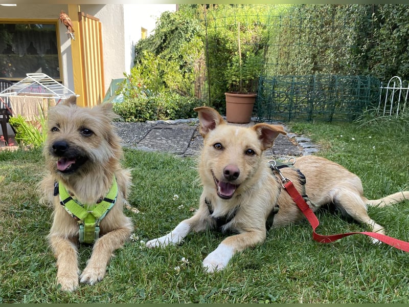 Figaro, freundlich, sensibel und sozial