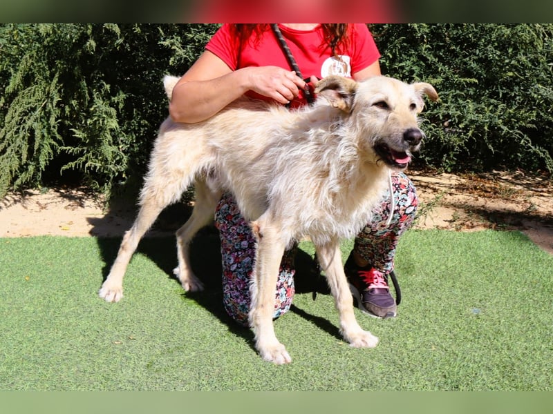Dobby, Podengo-Mix - freundlich und sozial