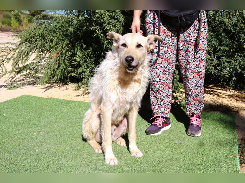 Dobby, Podengo-Mix - freundlich und sozial