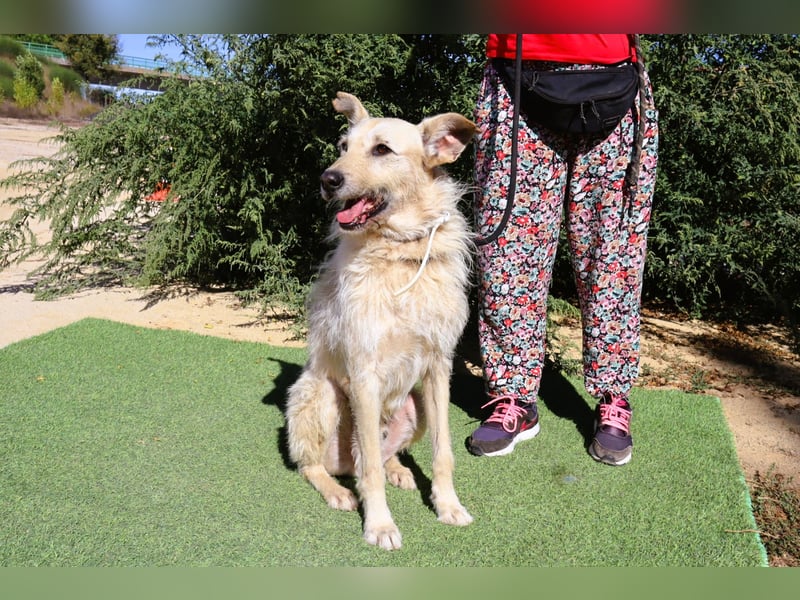 Dobby, Podengo-Mix - freundlich und sozial
