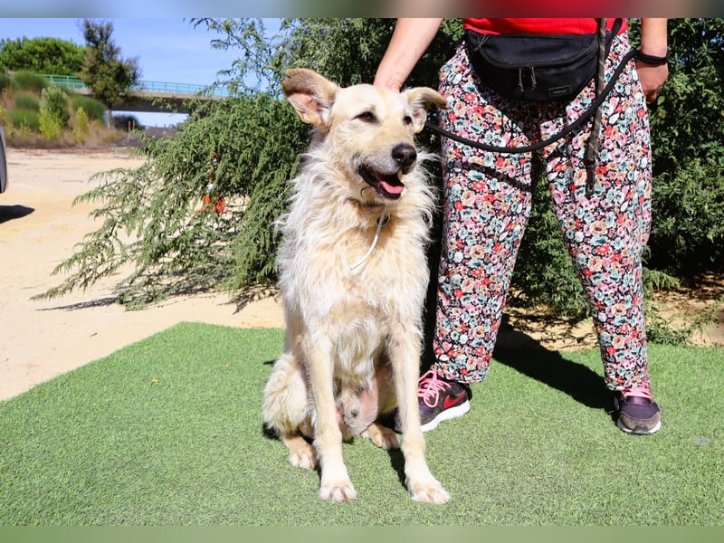 Dobby, Podengo-Mix - freundlich und sozial