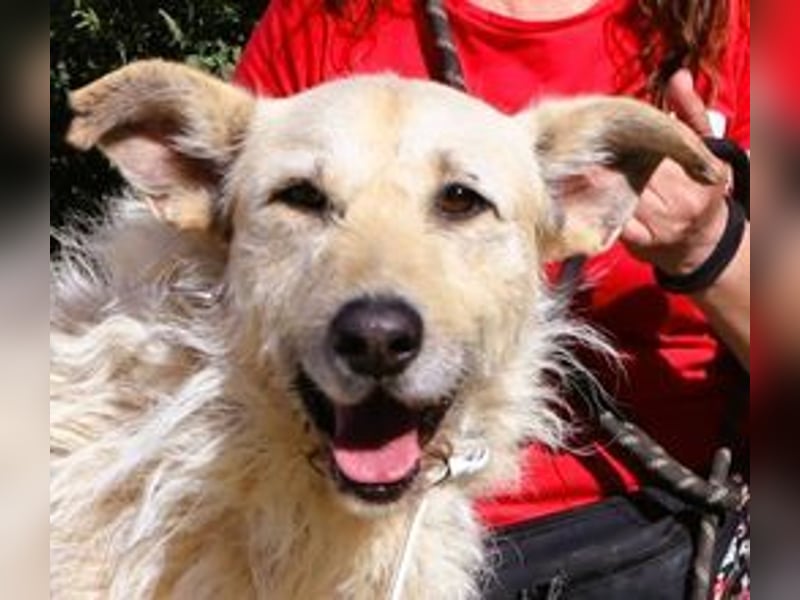 Dobby, Podengo-Mix - freundlich und sozial